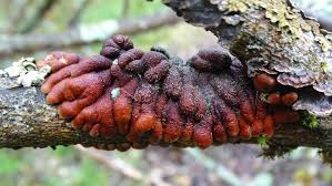 Attēlu rezultāti vaicājumam “Hypocreopsis lichenoides”