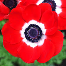 Attēlu rezultāti vaicājumam “Anemone”