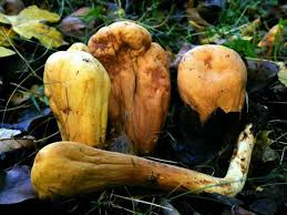 Attēlu rezultāti vaicājumam “Clavariadelphus pistillaris”