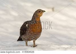 Attēlu rezultāti vaicājumam “Tetrao urogallus female”