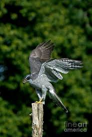 Attēlu rezultāti vaicājumam “Accipiter gentilis adult”
