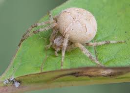 Attēlu rezultāti vaicājumam “Araneus diadematus”