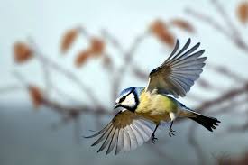 Image result for Cyanistes caeruleus