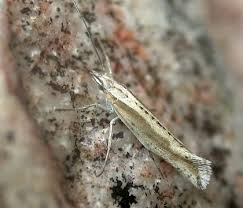 Attēlu rezultāti vaicājumam “Plutellidae”