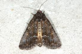 Attēlu rezultāti vaicājumam “Thalpophila matura”