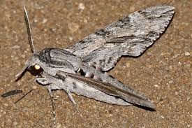 Attēlu rezultāti vaicājumam “Agrius convolvuli”