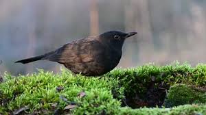 Attēlu rezultāti vaicājumam “Turdus merula juvenile”