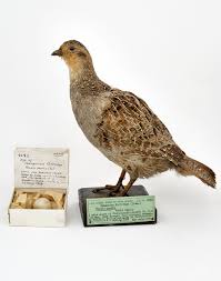 Attēlu rezultāti vaicājumam “Perdix perdix adult”