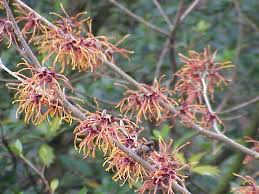 Attēlu rezultāti vaicājumam “Hamamelis”