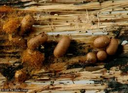 Attēlu rezultāti vaicājumam “Trichia contorta”