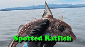 Image result for Hydrolagus colliei