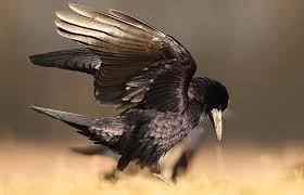 Attēlu rezultāti vaicājumam “Corvus frugilegus adult”