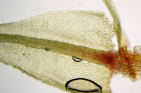 Attēlu rezultāti vaicājumam “Philonotis calcarea”