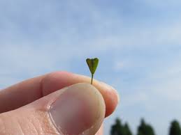 Attēlu rezultāti vaicājumam “Capsella bursa-pastoris fruit”