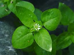 Attēlu rezultāti vaicājumam “Stellaria longifolia leaf”