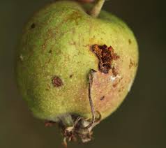 Attēlu rezultāti vaicājumam “Cydia pomonella”