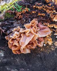 Attēlu rezultāti vaicājumam “Tremella foliacea”