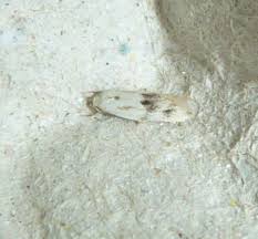 Attēlu rezultāti vaicājumam “Elachista maculicerusella”