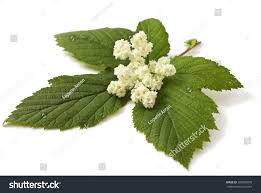 Attēlu rezultāti vaicājumam “Filipendula ulmaria  leaf”