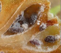 Attēlu rezultāti vaicājumam “Adelges laricis”