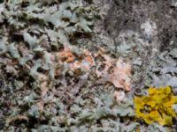 Attēlu rezultāti vaicājumam “Erythricium aurantiacum”