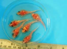 Image result for Acroteriobatus annulatus