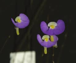 Attēlu rezultāti vaicājumam “Utricularia x neglecta flower”