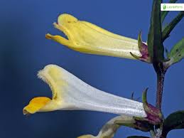 Attēlu rezultāti vaicājumam “Melampyrum pratense bud”