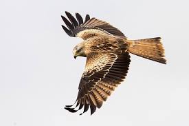 Image result for Milvus milvus