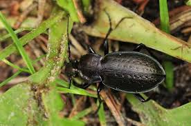 Attēlu rezultāti vaicājumam “Carabus arcensis”