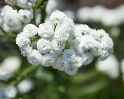 Attēlu rezultāti vaicājumam “Achillea ptarmica flower”