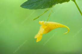 Attēlu rezultāti vaicājumam “Impatiens noli-tangere flower”