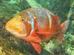 Image result for Chrysoblephus laticeps