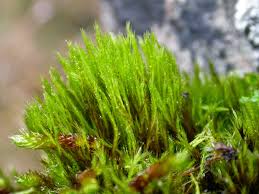 Attēlu rezultāti vaicājumam “Tritomaria exsecta macro”