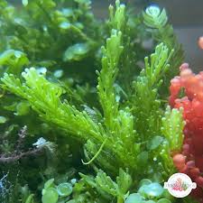 Attēlu rezultāti vaicājumam “Calypogeia azurea macro”