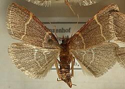 Attēlu rezultāti vaicājumam “Hypsopygia glaucinalis”