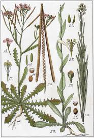 Attēlu rezultāti vaicājumam “Cardaminopsis arenosa flower”