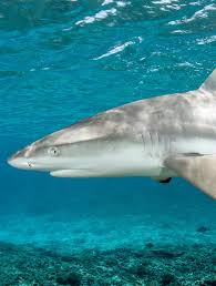 Image result for Scylliogaleus quecketti