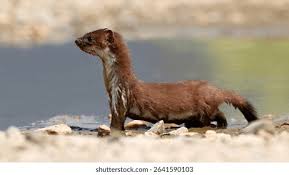 Attēlu rezultāti vaicājumam “Mustela nivalis”