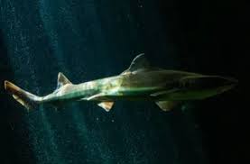 Image result for Mustelus asterias
