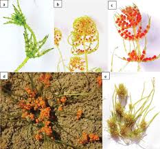 Attēlu rezultāti vaicājumam “Chara polyacantha”