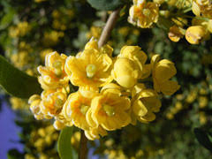 Attēlu rezultāti vaicājumam “Berberis vulgaris”