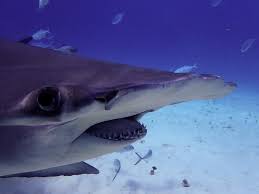 Image result for Sphyrna mokarran