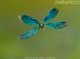 Attēlu rezultāti vaicājumam “Calopteryx virgo male”