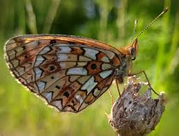 Attēlu rezultāti vaicājumam “Clossiana selene underside”