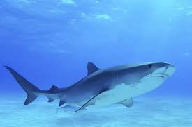 Image result for Galeocerdo cuvier