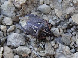 Attēlu rezultāti vaicājumam “Jalla dumosa”