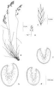 Attēlu rezultāti vaicājumam “Festuca psammophila”