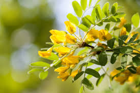 Attēlu rezultāti vaicājumam “Caragana arborescens flower”