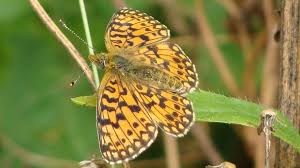 Attēlu rezultāti vaicājumam “Clossiana selene”